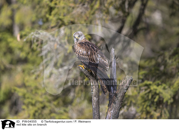 red kite sits on branch / PW-04555