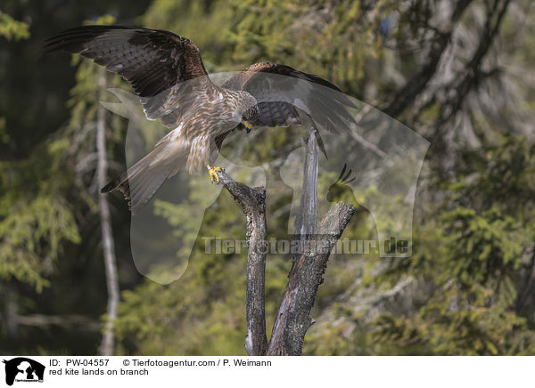 red kite lands on branch / PW-04557