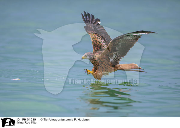 flying Red Kite / FH-01539