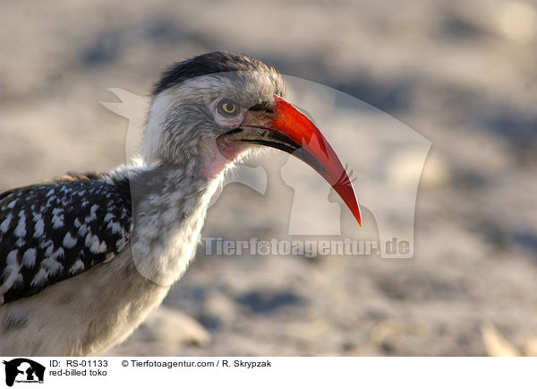 red-billed toko / RS-01133