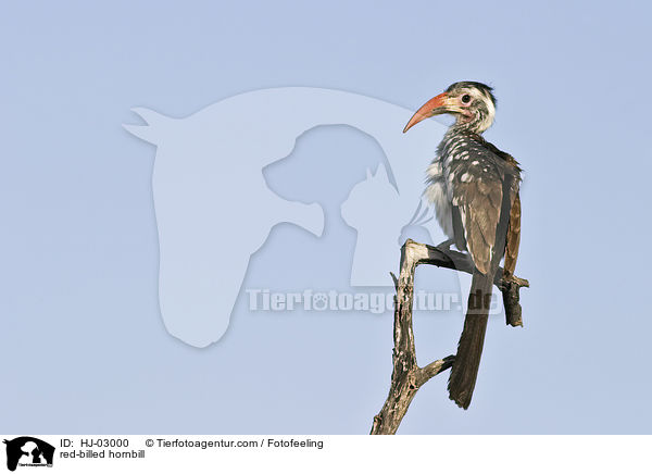 red-billed hornbill / HJ-03000