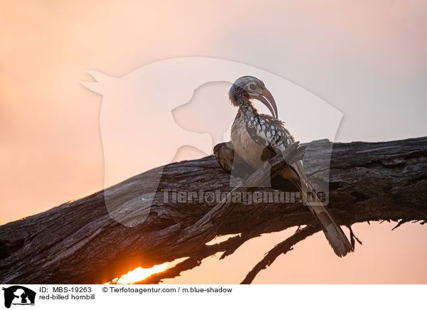 red-billed hornbill / MBS-19263