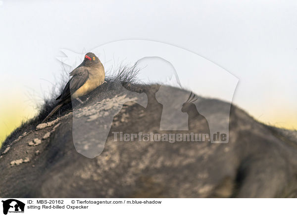 sitting Red-billed Oxpecker / MBS-20162