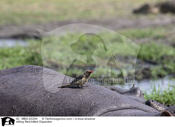 sitting Red-billed Oxpecker / MBS-20294