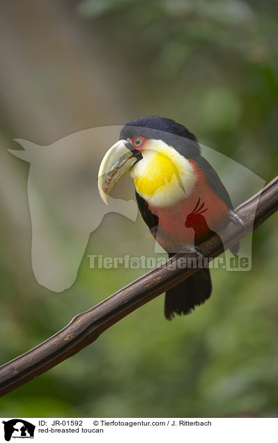 red-breasted toucan / JR-01592