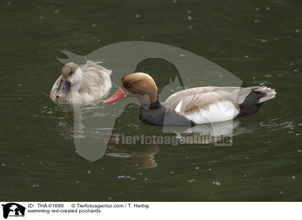 swimming red-crested pochards / THA-01686