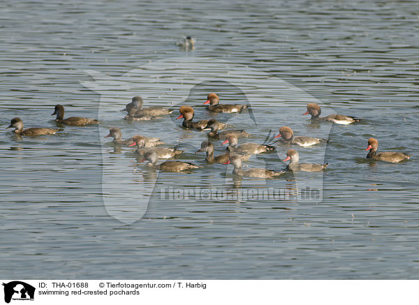 swimming red-crested pochards / THA-01688