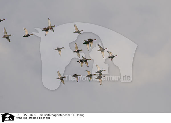 flying red-crested pochard / THA-01690