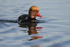 Red-crested Pochard