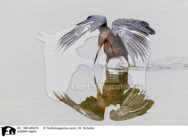 reddish egret / WS-06970