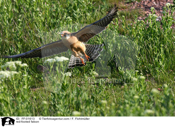 red-footed falcon / FF-01613