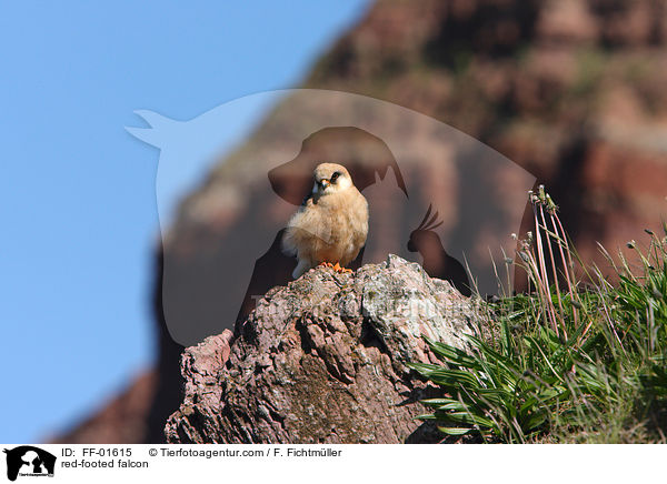 red-footed falcon / FF-01615