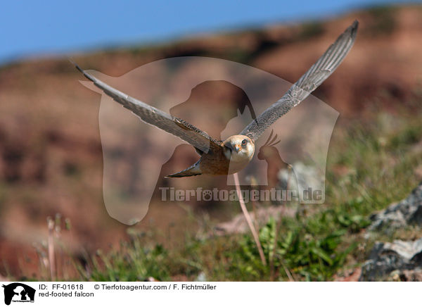 red-footed falcon / FF-01618