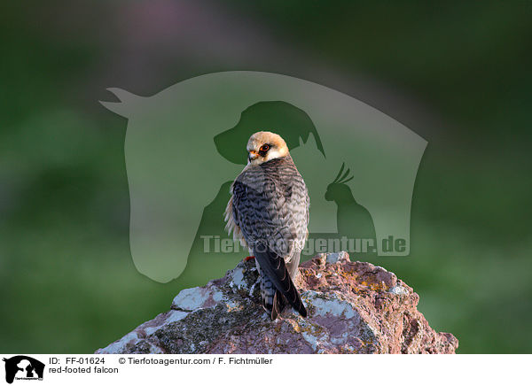 red-footed falcon / FF-01624