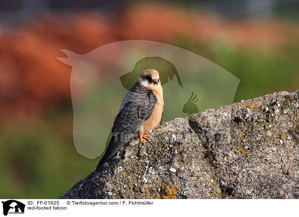 red-footed falcon / FF-01625