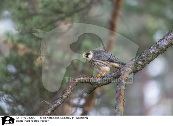 sitting Red-footed Falcon / PW-05290