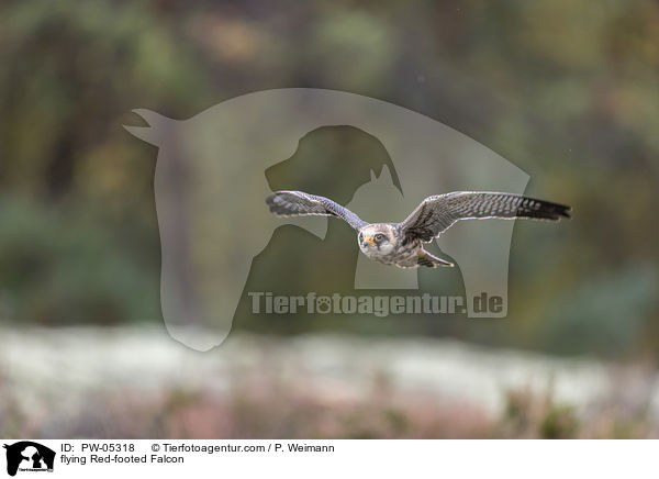 flying Red-footed Falcon / PW-05318