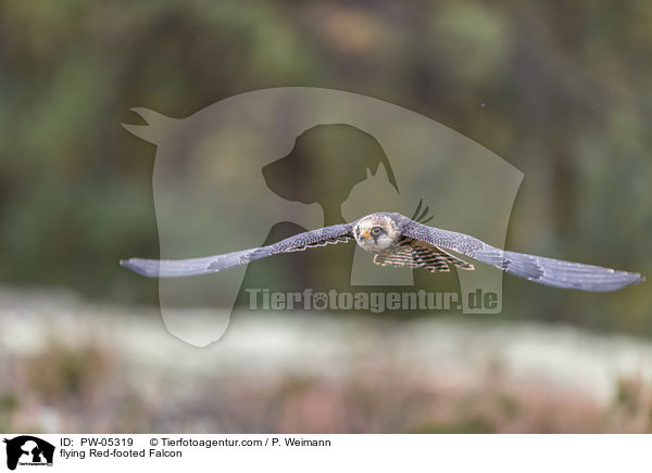 flying Red-footed Falcon / PW-05319