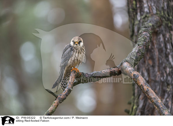 sitting Red-footed Falcon / PW-05322