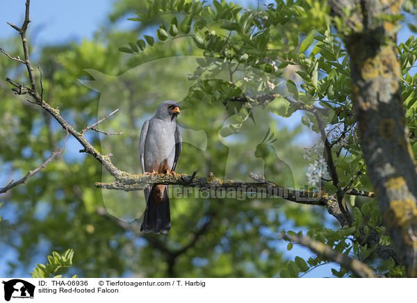 sitting Red-footed Falcon / THA-06936