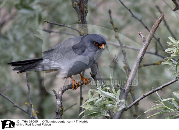 sitting Red-footed Falcon / THA-07005