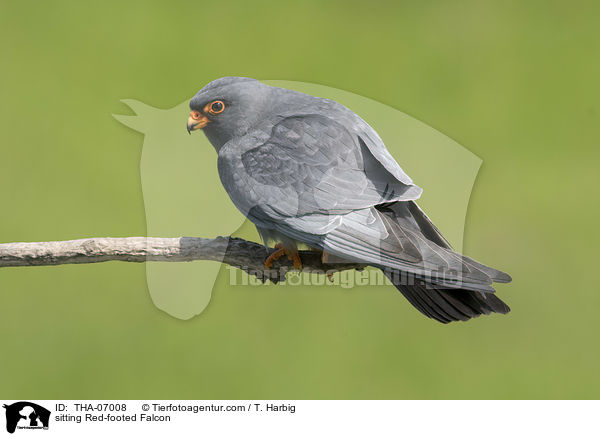 sitting Red-footed Falcon / THA-07008