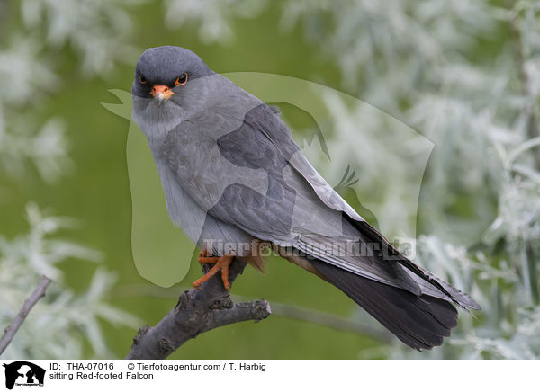 sitzender Rotfufalke / sitting Red-footed Falcon / THA-07016