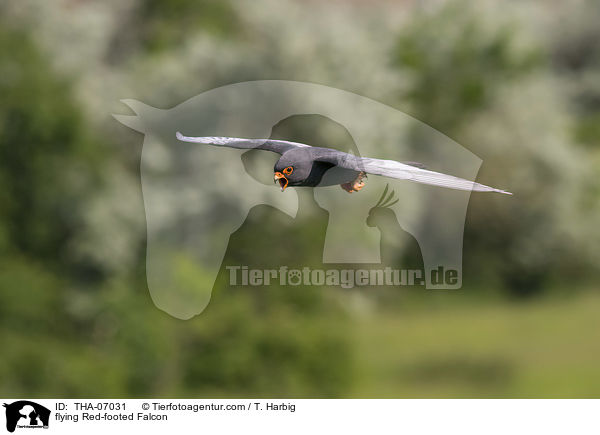 fliegender Rotfufalke / flying Red-footed Falcon / THA-07031