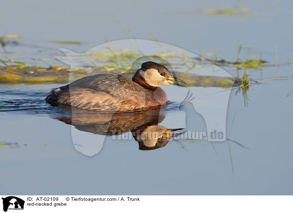 red-necked grebe / AT-02109