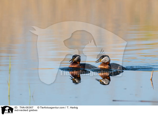 red-necked grebes / THA-06367