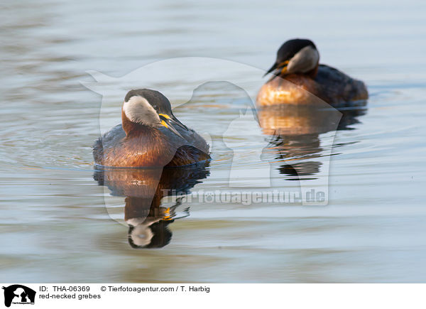 red-necked grebes / THA-06369