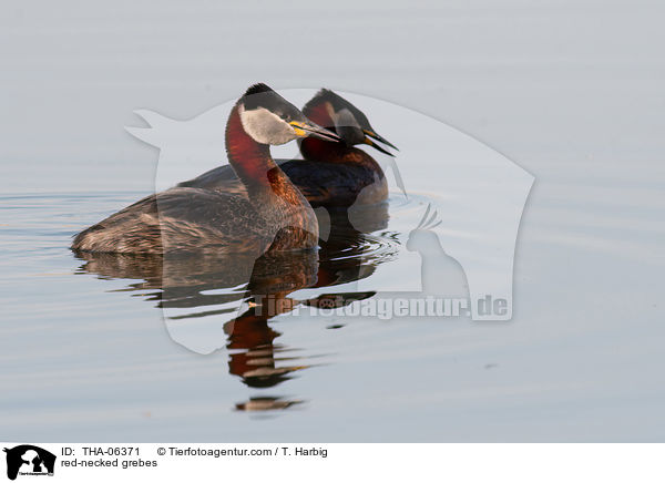 red-necked grebes / THA-06371