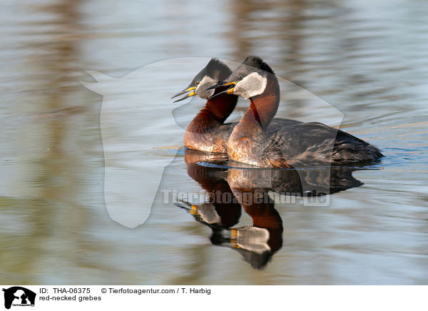 red-necked grebes / THA-06375