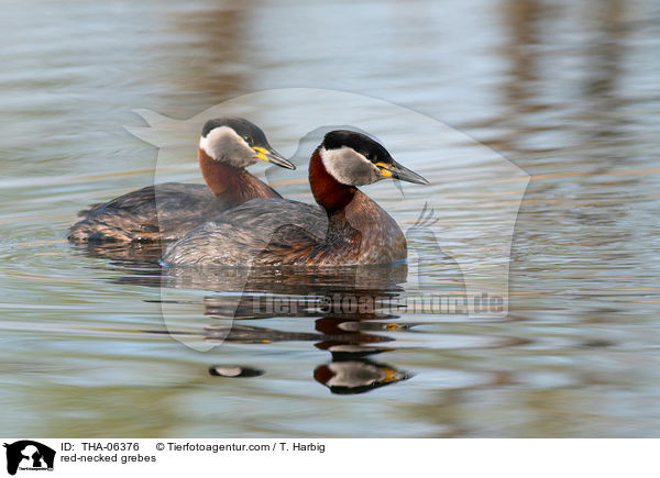 red-necked grebes / THA-06376