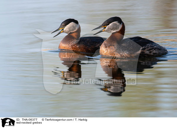 red-necked grebes / THA-06377