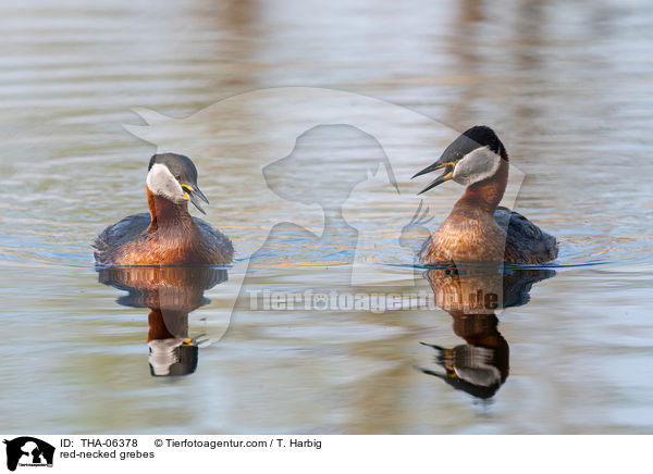 red-necked grebes / THA-06378