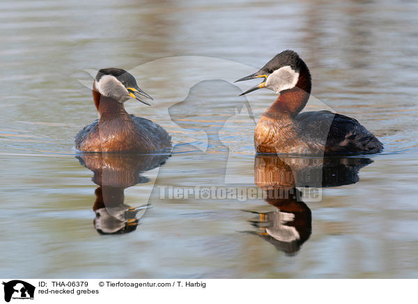 red-necked grebes / THA-06379