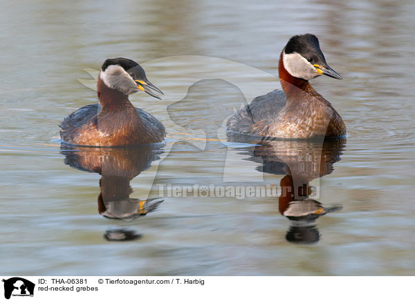 red-necked grebes / THA-06381