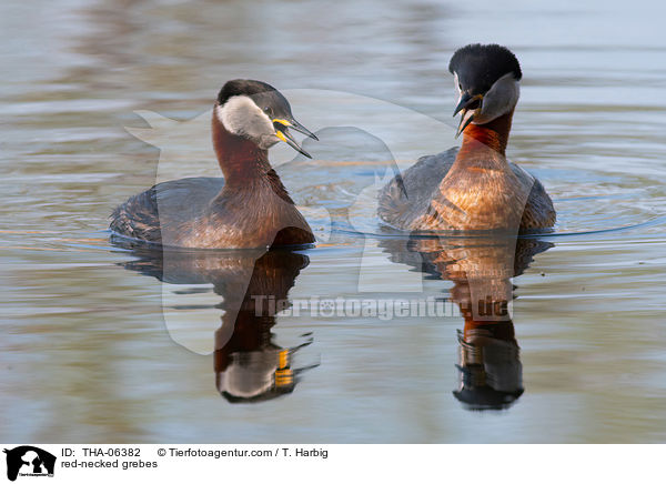 red-necked grebes / THA-06382
