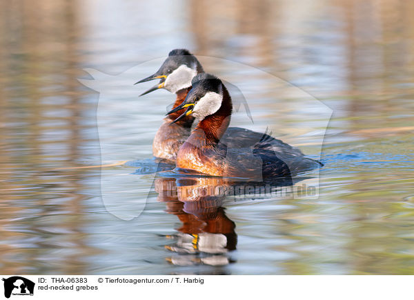 red-necked grebes / THA-06383