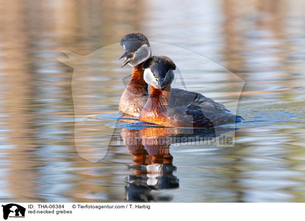 red-necked grebes / THA-06384