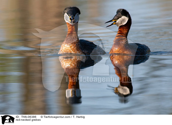 red-necked grebes / THA-06386