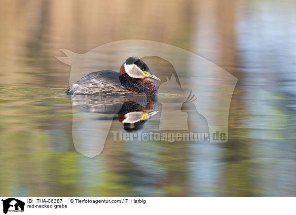 red-necked grebe / THA-06387