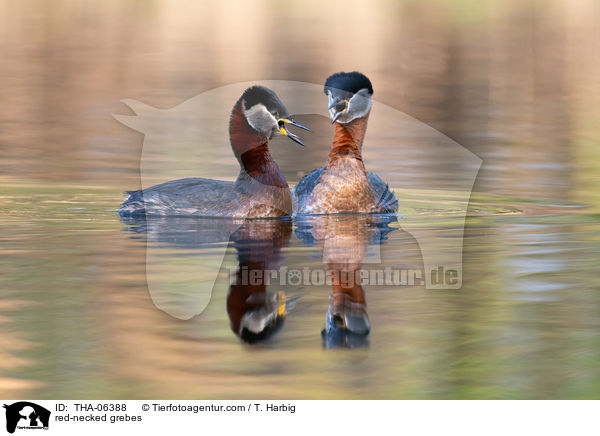 red-necked grebes / THA-06388