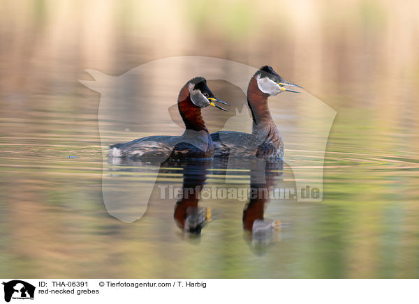 red-necked grebes / THA-06391