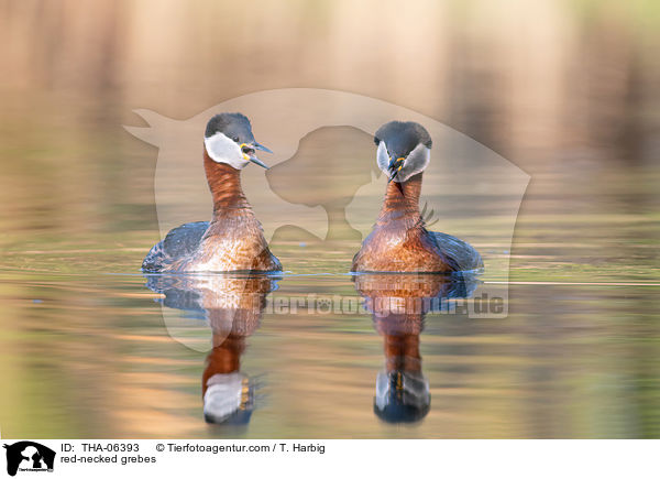 red-necked grebes / THA-06393