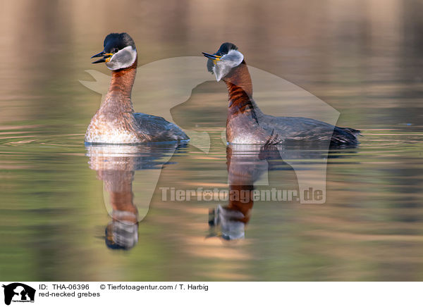 red-necked grebes / THA-06396