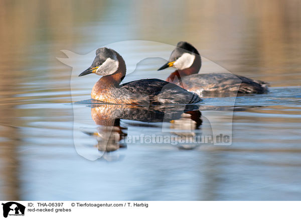 red-necked grebes / THA-06397