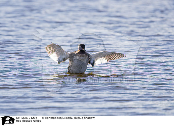 Red-necked Grebe / MBS-21206