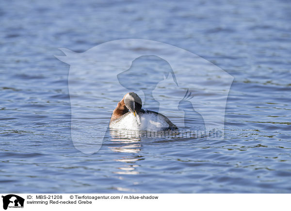 swimming Red-necked Grebe / MBS-21208
